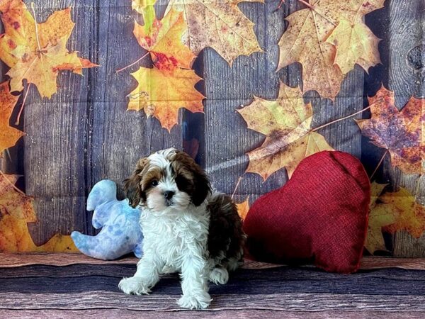 Shih Tzu/Poodle-Dog-Female--25602-Petland Scottsdale, Arizona