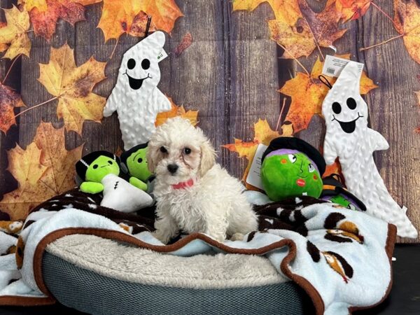 Bichon Frise/Poodle-Dog-Female-Cream-25627-Petland Scottsdale, Arizona