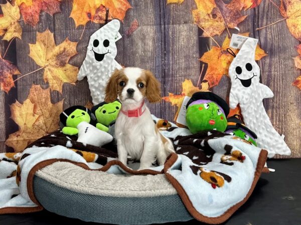 Cavalier King Charles Spaniel-Dog-Female-Blenheim-25606-Petland Scottsdale, Arizona