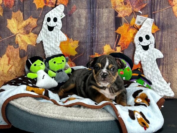 English Bulldog-Dog-Male-Blue Merle-25605-Petland Scottsdale, Arizona