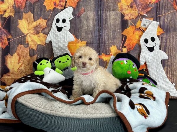 F1B Mini Labradoodle-Dog-Female-Apricot-25624-Petland Scottsdale, Arizona