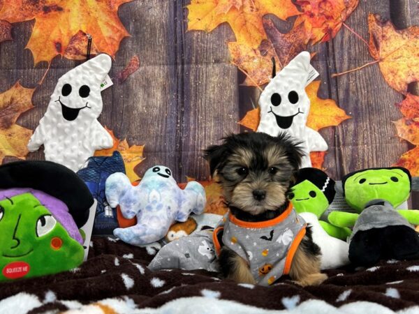 F1B Morkie-Dog-Female-Black / Tan-25622-Petland Scottsdale, Arizona