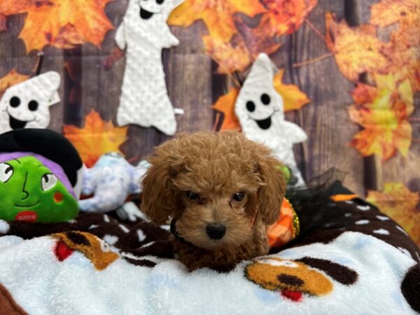 Poodle-Dog-Male-Apricot-25617-Petland Scottsdale, Arizona