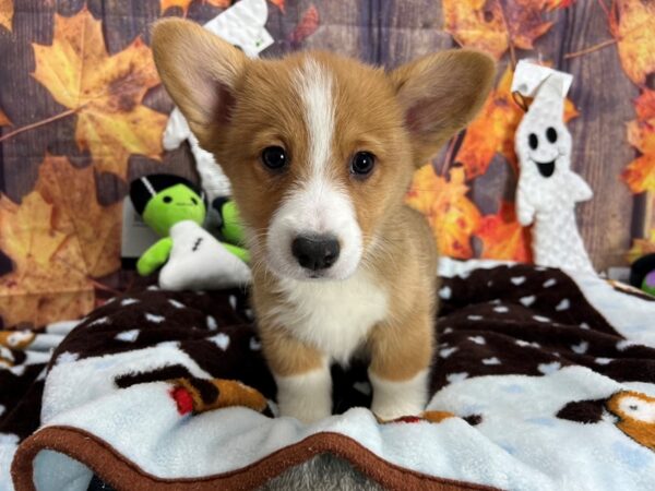 Pembroke Welsh Corgi-Dog-Male-Red / White-25616-Petland Scottsdale, Arizona