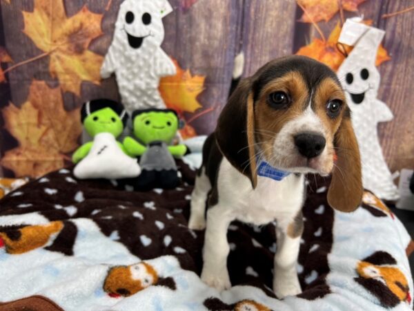 Beagle-Dog-Male-White Black / Tan-25613-Petland Scottsdale, Arizona