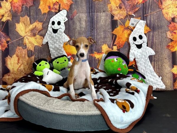 Italian Greyhound-Dog-Male-Red Fawn-25608-Petland Scottsdale, Arizona
