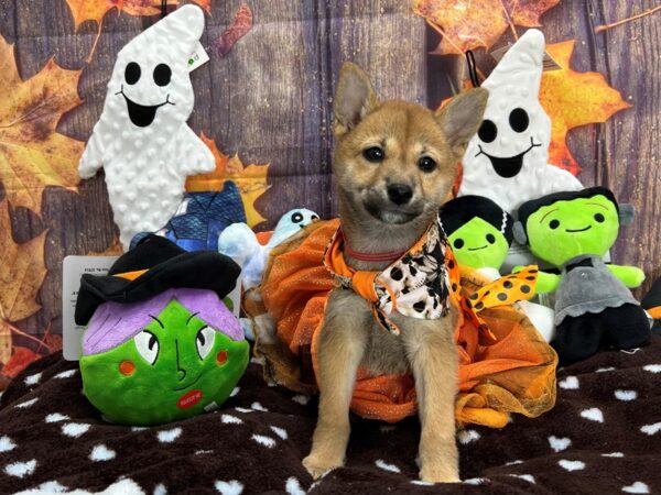 Shiba Inu-Dog-Female-Red-25610-Petland Scottsdale, Arizona