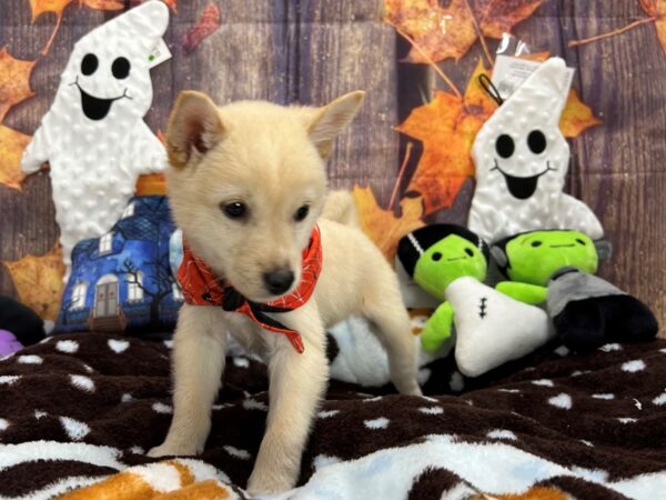Shiba Inu-Dog-Male-Cream-25611-Petland Scottsdale, Arizona