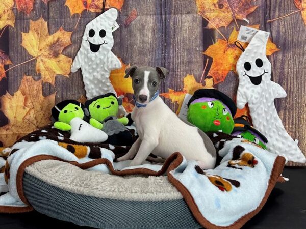 Italian Greyhound-Dog-Male-Blue / White-25621-Petland Scottsdale, Arizona