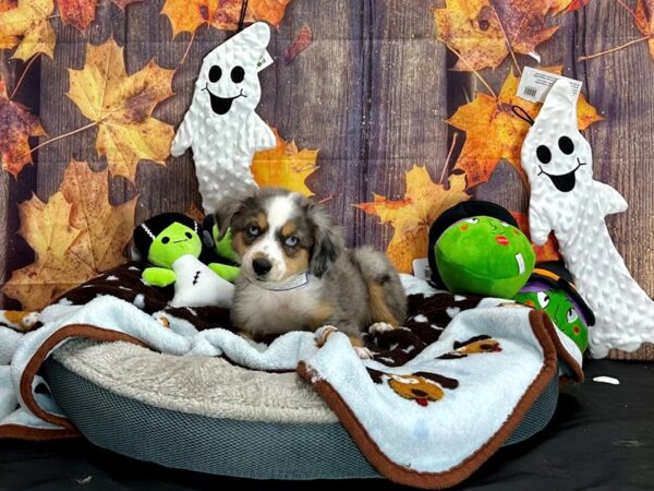 Miniature Australian Shepherd-Dog-Male--25630-Petland Scottsdale, Arizona