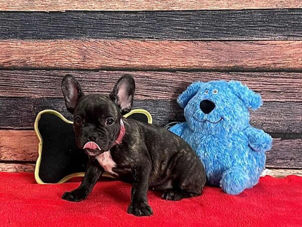 French Bulldog-Dog-Female-Brindle-25388-Petland Scottsdale, Arizona
