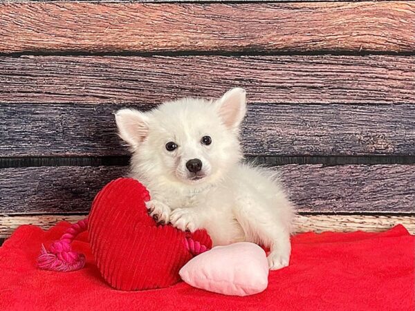 American Eskimo Dog-Dog-Female-White-25401-Petland Scottsdale, Arizona