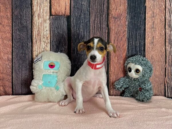 Jack Russell Terrier-Dog-Female-Black White / Tan-25424-Petland Scottsdale, Arizona
