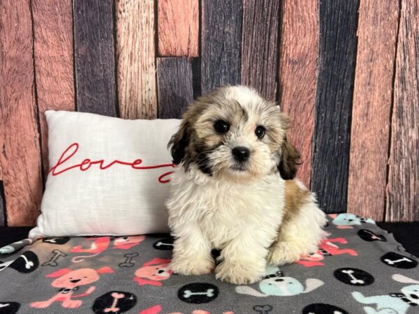 Bichon Frise/Shih Tzu-Dog-Female-Gold and White-25440-Petland Scottsdale, Arizona