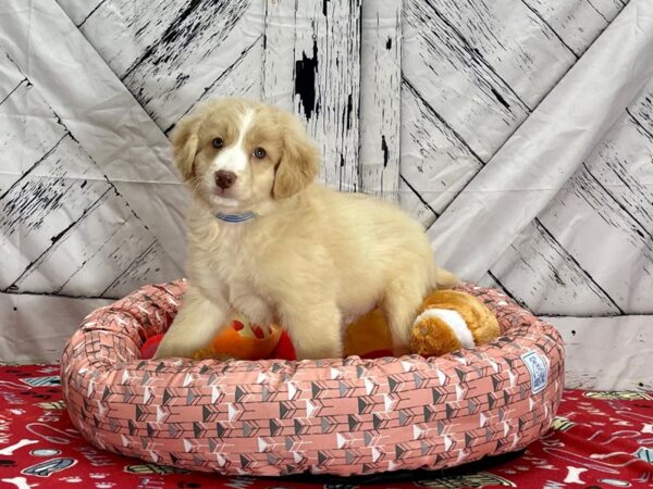 F2 Aussiedoodle-Dog-Male-Apricot-25468-Petland Scottsdale, Arizona