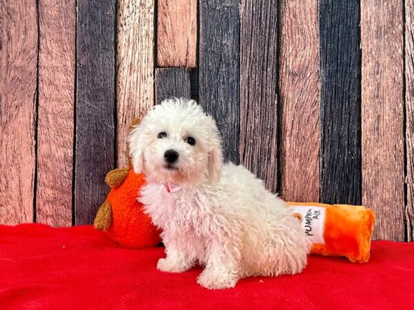 Bichon Frise-Dog-Female-White-25504-Petland Scottsdale, Arizona