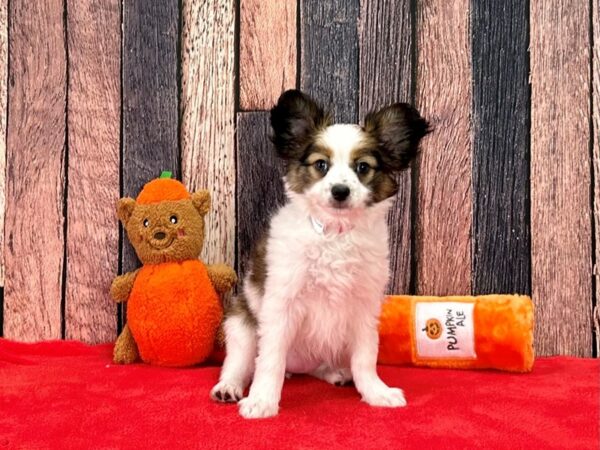 Papillon-Dog-Female-White and Sable-25493-Petland Scottsdale, Arizona