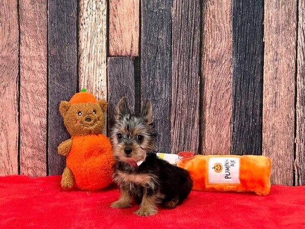 Silky Terrier-Dog-Female-Silver Black and Tan-25495-Petland Scottsdale, Arizona