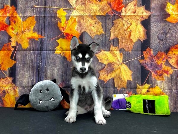 Alaskan Klee Kai-Dog-Male-Black / White-25534-Petland Scottsdale, Arizona