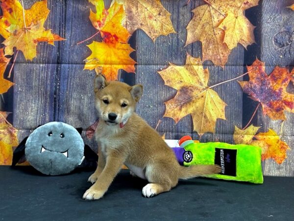 Shiba Inu-Dog-Female-Red-25523-Petland Scottsdale, Arizona