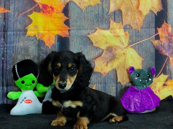 Dachshund-Dog-Male-Black / Tan-25546-Petland Scottsdale, Arizona