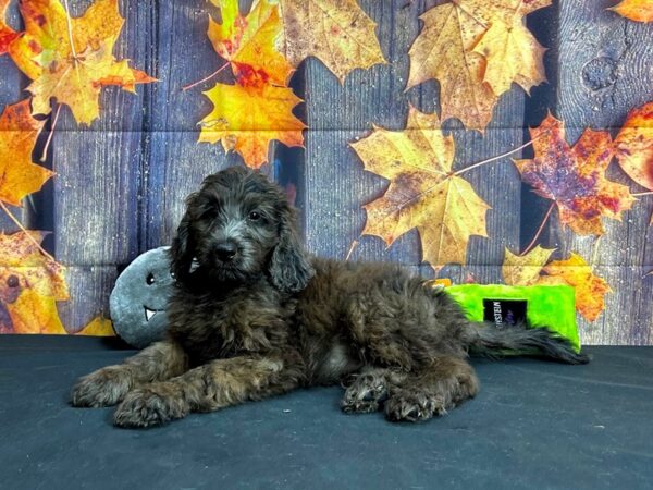 F1B Goldendoodle-Dog-Male--25557-Petland Scottsdale, Arizona