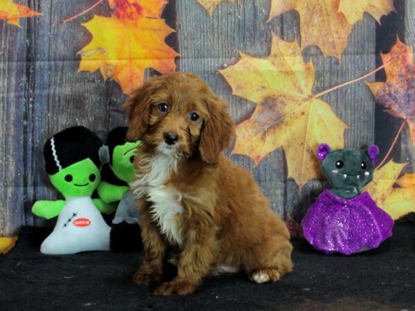 Cocker Spaniel/Poodle-Dog-Female-cafe au lait-25569-Petland Scottsdale, Arizona