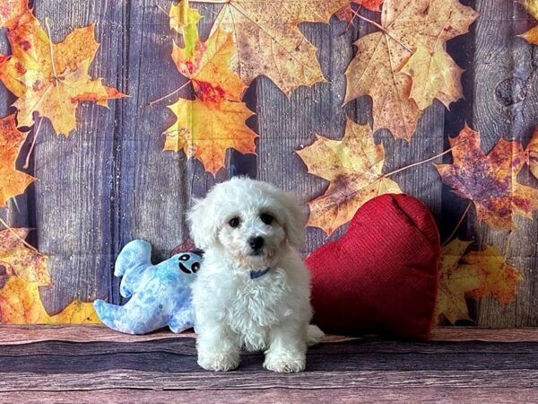 Bichon Frise-Dog-Male-White-25584-Petland Scottsdale, Arizona