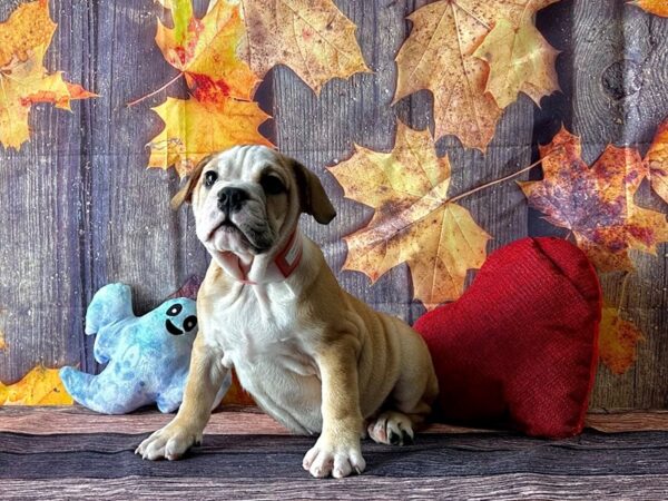 Victorian Bulldog-Dog-Female-Fawn and White-25576-Petland Scottsdale, Arizona