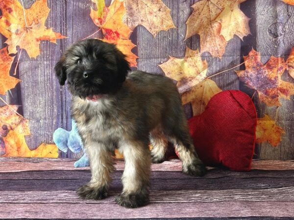 Soft Coated Wheaten Terrier-Dog-Female-Wheaten-25575-Petland Scottsdale, Arizona