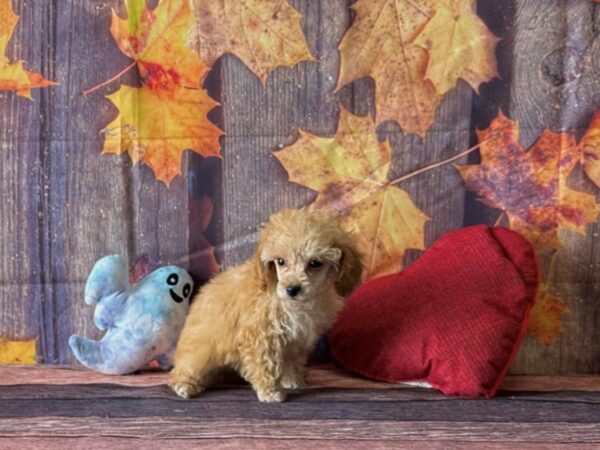 Poodle-Dog-Female-Apricot-25580-Petland Scottsdale, Arizona