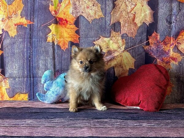 Pomeranian-Dog-Female-Red Merle-25579-Petland Scottsdale, Arizona