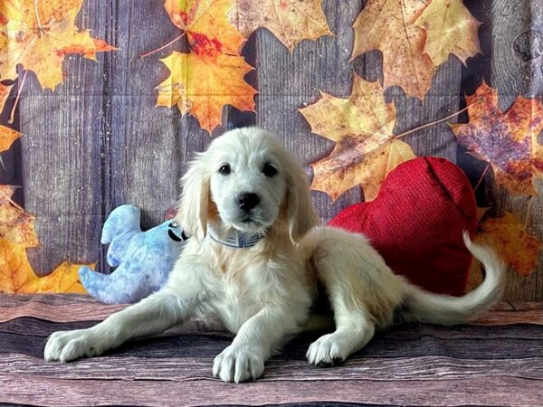 Golden Retriever-Dog-Male-Golden-25599-Petland Scottsdale, Arizona