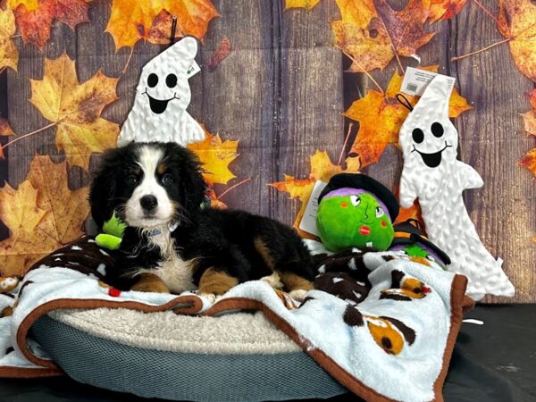 Bernese Mountain Dog-Dog-Male-Black and Rust-25604-Petland Scottsdale, Arizona