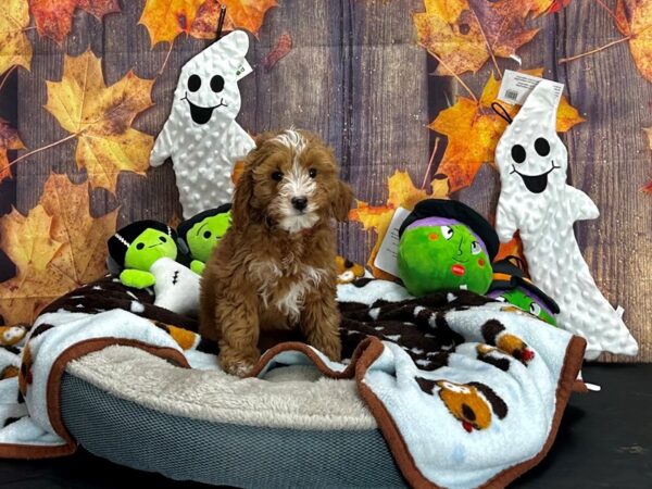 F1B Mini Goldendoodle-Dog-Female-Red-25626-Petland Scottsdale, Arizona