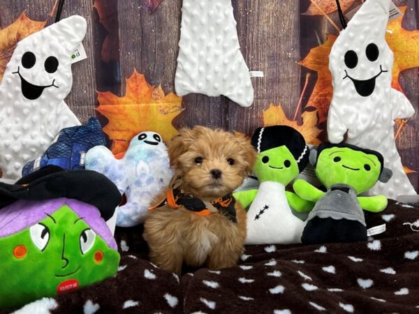 F1B Morkie-Dog-Male-Gold-25623-Petland Scottsdale, Arizona