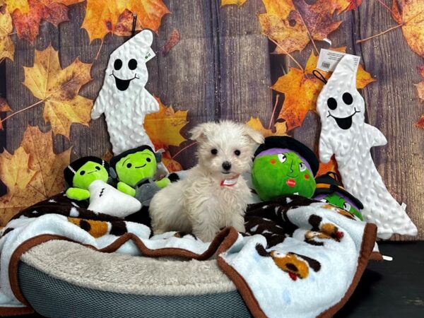 Maltese/Yorkshire Terrier-Dog-Female-White-25612-Petland Scottsdale, Arizona