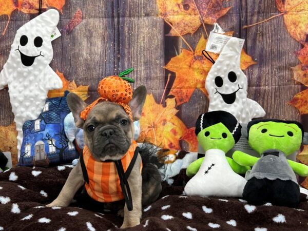 French Bulldog-Dog-Male-Blue Fawn-25607-Petland Scottsdale, Arizona