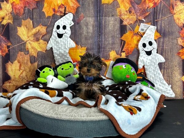 Yorkshire Terrier-Dog-Male-Black / Tan-25619-Petland Scottsdale, Arizona