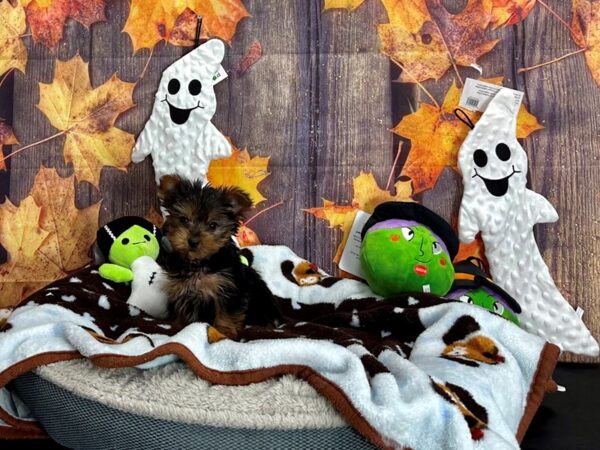 Yorkshire Terrier-Dog-Male-Black / Tan-25620-Petland Scottsdale, Arizona