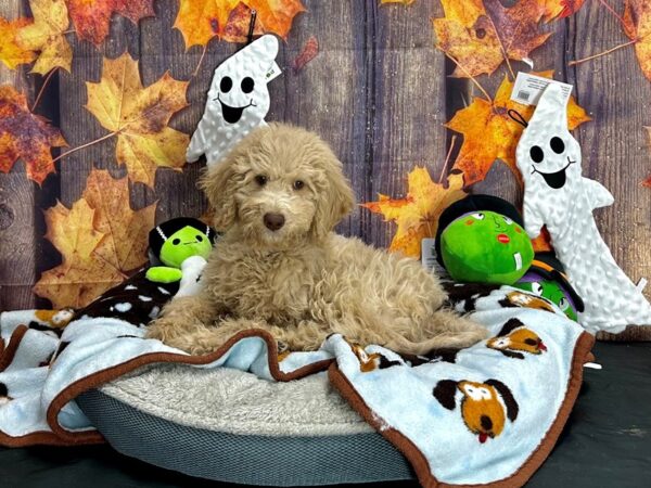 Labradoodle F1-B-Dog-Male--25632-Petland Scottsdale, Arizona