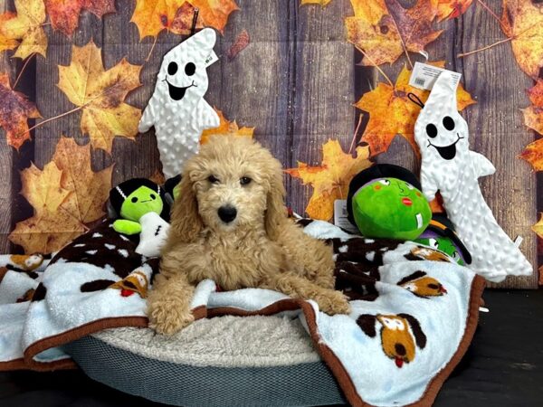 Labradoodle F1-B-Dog-Female--25634-Petland Scottsdale, Arizona