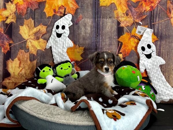 Miniature Australian Shepherd-Dog-Female--25631-Petland Scottsdale, Arizona