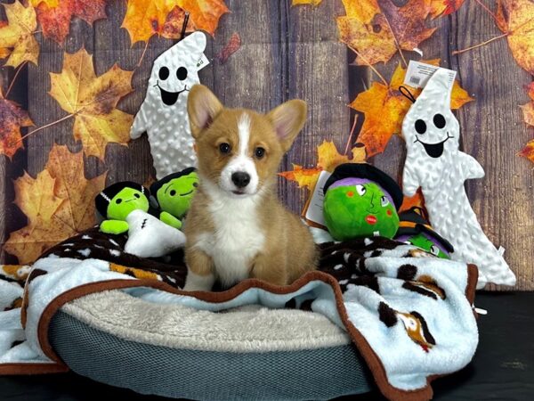 Pembroke Welsh Corgi-Dog-Male-Sable-25609-Petland Scottsdale, Arizona