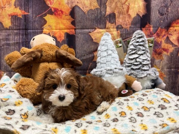 Miniature Australian Shepherd/Poodle-Dog-Female-Red-25663-Petland Scottsdale, Arizona
