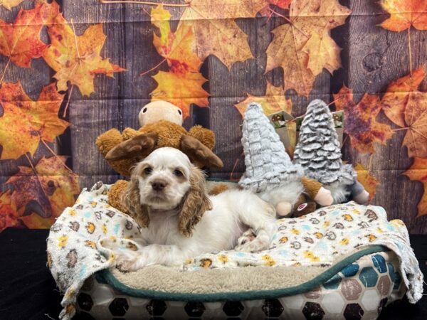 Cocker Spaniel-Dog-Female-White / Buff-25661-Petland Scottsdale, Arizona