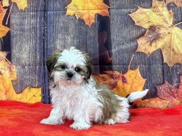 Shih Tzu-Dog-Male-White / Gold-25656-Petland Scottsdale, Arizona