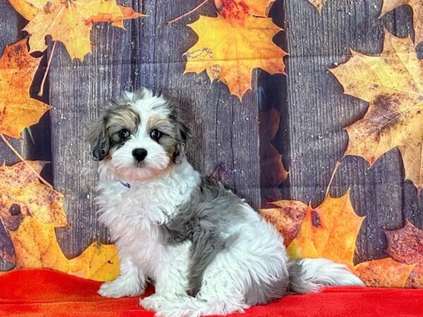 Cavalier King Charles Spaniel/Poodle-Dog-Male-White / Blue Merle-25665-Petland Scottsdale, Arizona
