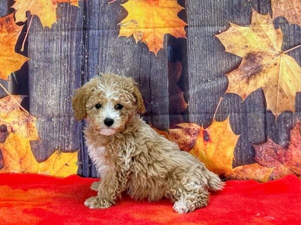 Bichon Frise/Poodle-Dog-Female-Apricot-25664-Petland Scottsdale, Arizona