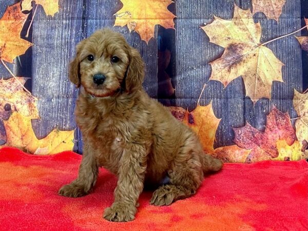 F1B Mini Goldendoodle-Dog-Male-Red-25662-Petland Scottsdale, Arizona